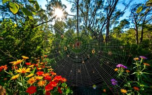 sezon na pająki w Australii