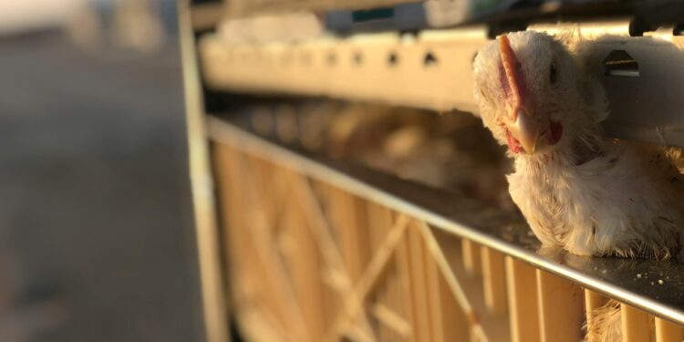 Automatyzacja transportu tuszek w linii ubojowej – jak zwiększyć wydajność i ograniczyć przestoje?