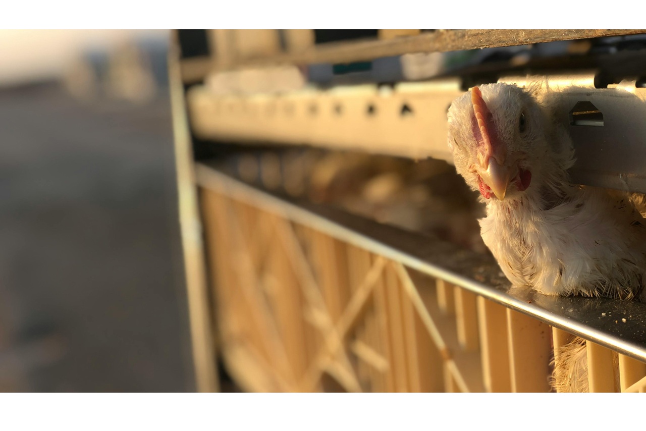 Automatyzacja transportu tuszek w linii ubojowej – jak zwiększyć wydajność i ograniczyć przestoje?